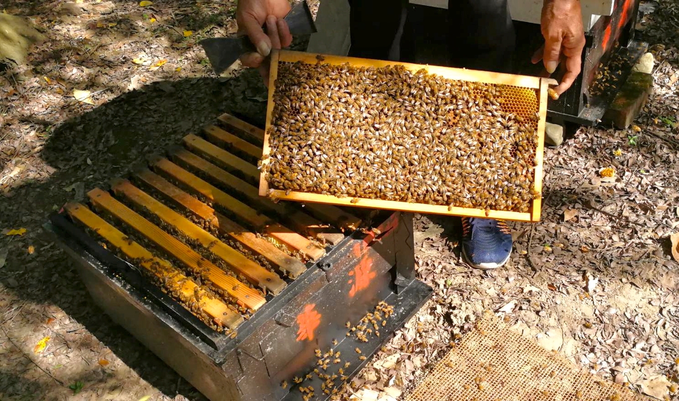 疫情期間封鎖養蜂農無法授粉農作物可能大減產 專題